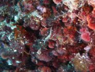nudibranco-thuridilla hopei