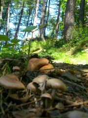 un po' di funghi sul percorso