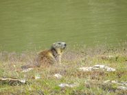Marmotta vicino ad un laghetto vallone di Chavannes