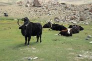 alcuni yak dzo al pascolo a 5000 m. (11-8-2011)