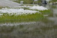 fioritura di erioforo al lago Vercellina