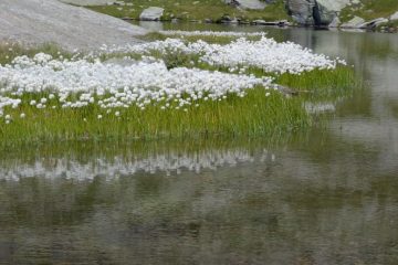 fioritura di erioforo al lago Vercellina