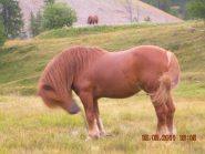 Cavallo vicino a Isola 2000.