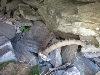corna di stambecco vicino alla grotta