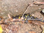 04 - le pioggie fanno uscir fuori una salamandra