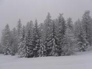 04 - magia del bosco sotto la nevicata