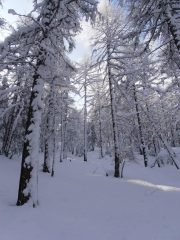 11 - bosco magico dopo la nevicata