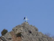 07 - Corvo di vetta in cima a Punta di Costafiorta