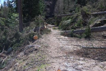 La strada sterrata, dopo Lazey, invasa dai pini abbattutisi