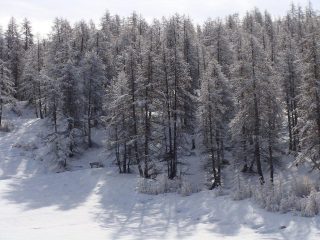 bosco con spruzzata di neve fresca
