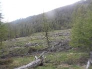 14 - ecco cosa resta delle grandi valanghe dell'inverno 2008-09... per abbattere un bosco intero la loro forza doveva essere spaventosa...