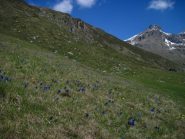 Splendida fioritura sopra l'Alpe Crest
