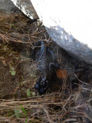 salamandra nera