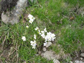 particolare  fioritura di viole  bianche...