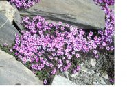 Flora alpina...