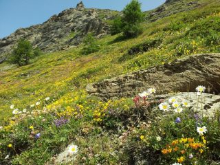 Tappeto di fiori di montagna
