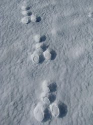 Strane impronte sulla neve