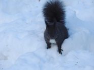 scoiattolo sulla neve