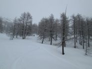 nel bosco sotto la neve