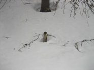 La palina segnaletica, coperta da quasi 2 mt. di neve.