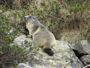 Marmotta all'Alpe Ciavanis