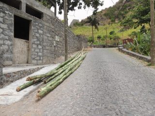 Bambù tagliati sulla strada