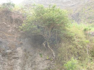 Un albero abbarbicato al terreno