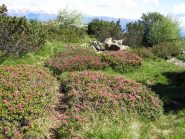 rigogliosa fioritura di rododendri nei pressi della cima