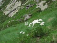 fioritura e Alpe Cialmere