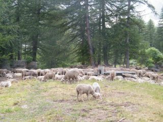 pecore sopra le casset