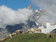 un gregge di pecore nei pressi dell'Alpe Leuchey superiore