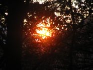 Il primo sole buca la fitta foresta di Ribordone