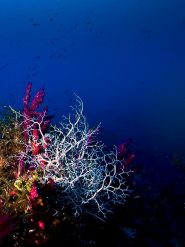 Una rara Stella Gorgone, visibile solitamente a profondità proibitive per la subacquea ricreativa, è risalita dagli abissi per farsi ammirare, avvinghiata ad una gorgonia, a -46 metri (Immersione Gerardia Savaglia).