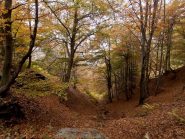 bosco d'autunno