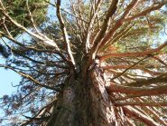 le braccia della sequoia gigantea