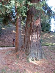 sequoia sempervirens 3