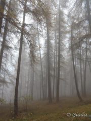 Nel bosco avvolto dalla nebbia