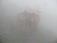 Mucche dall'aria interrogativa salendo verso il Chiappozzo