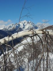 monte Cistella dietro una betulla piegata dalla neve