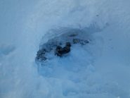 Il camoscio morto nella neve