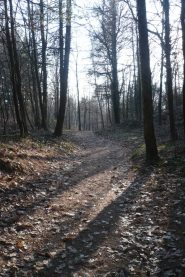Bel sentiero nei boschi