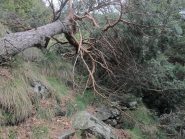 L'albero caduto sul sentiero poco sotto Reille