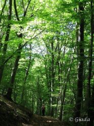 Il sentiero nei bellissimi e suggestivi boschi verso Cerisola