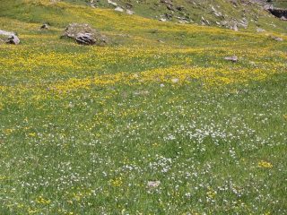 11 - fioriture all'alpe Bonalé