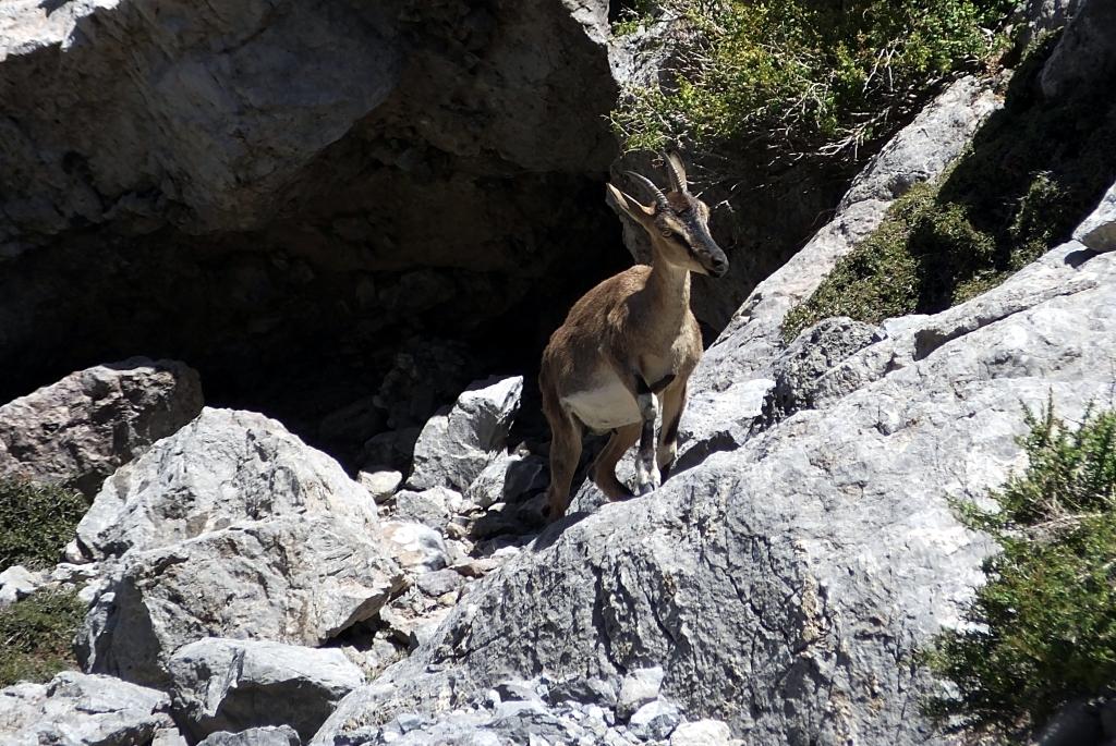 Kri kri (Capra hircus cretica), celebre e sfuggente capra selvatica dei monti di Creta
