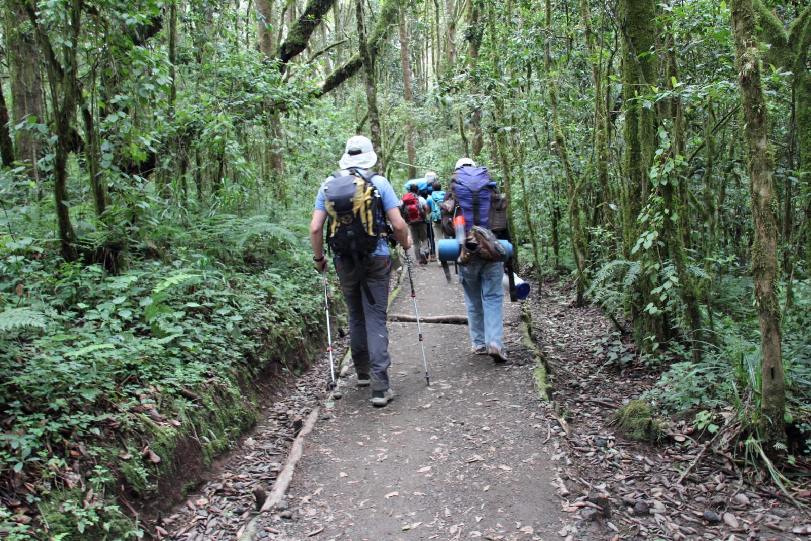 proseguendo la salita verso il Machame Camp (21-8-2014)