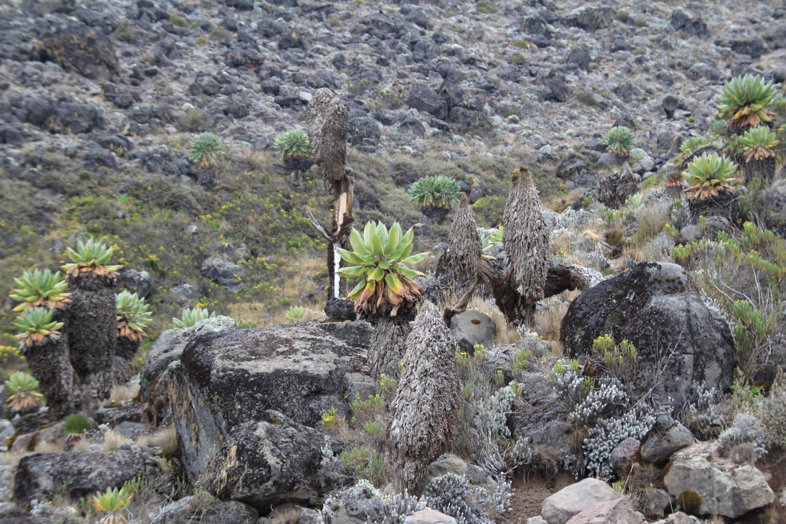 vegetazione trovata nella Barranco Valley (23-8-2014)