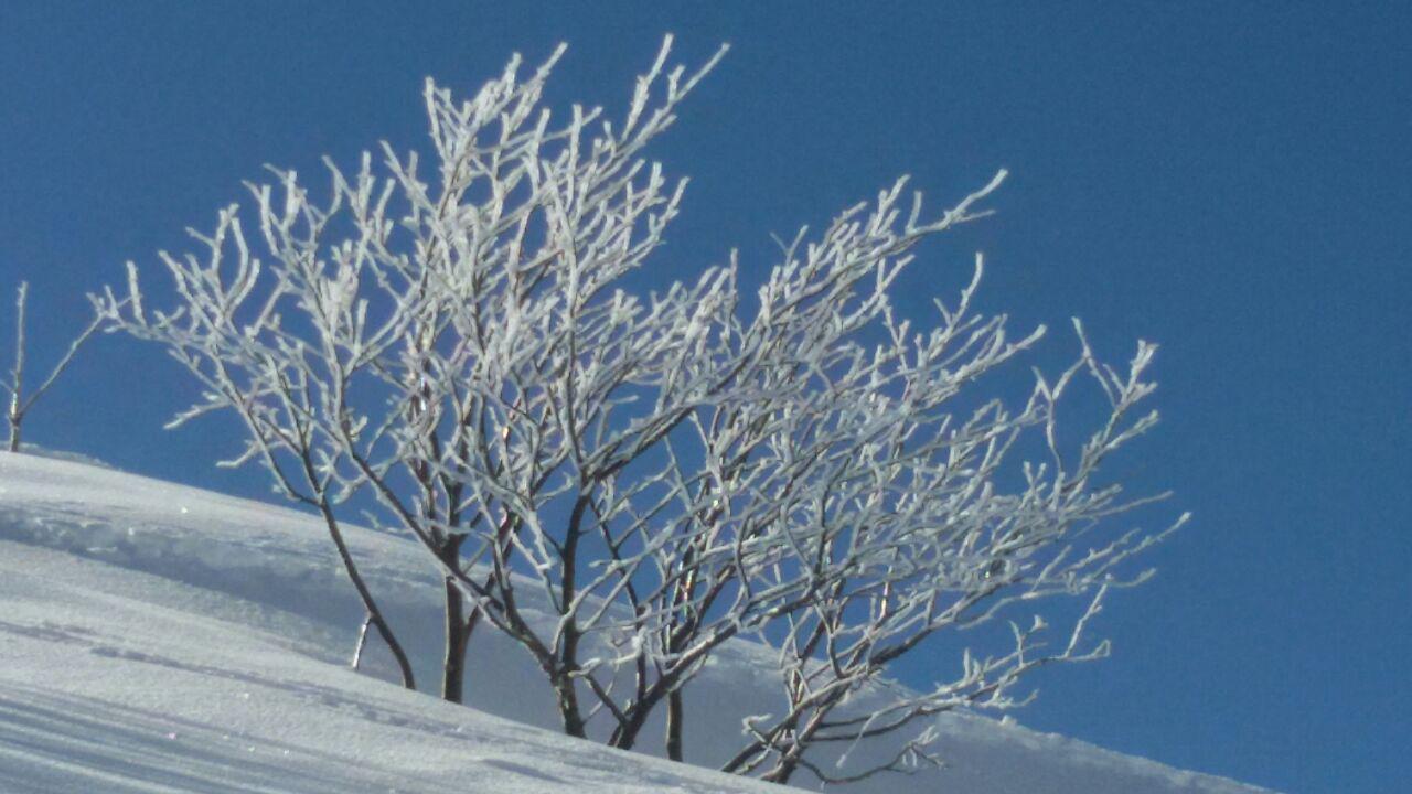 albero in fiore...anzi...in neve