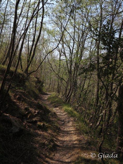 Il bel sentiero nel bosco