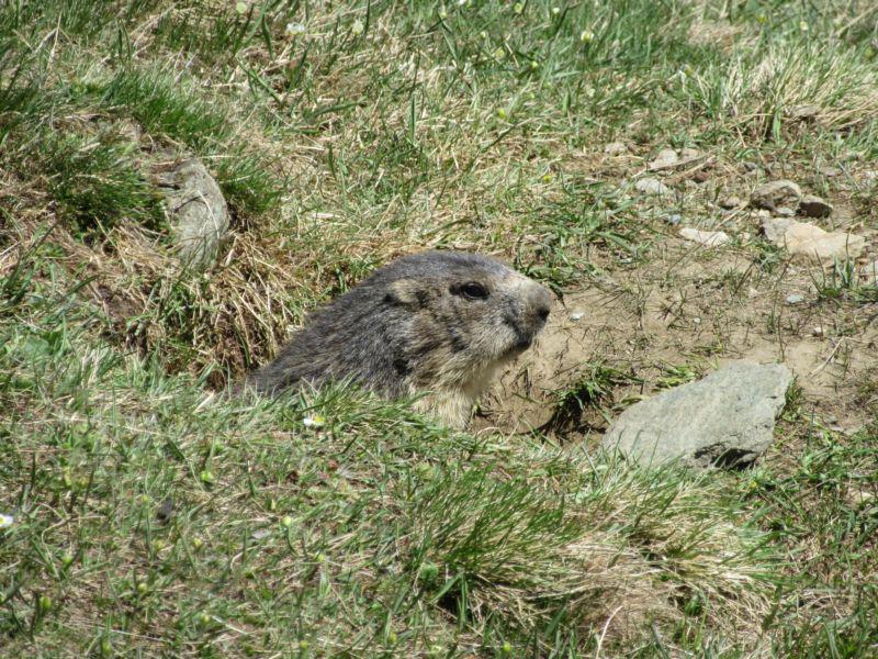 Una curiosa marmotta